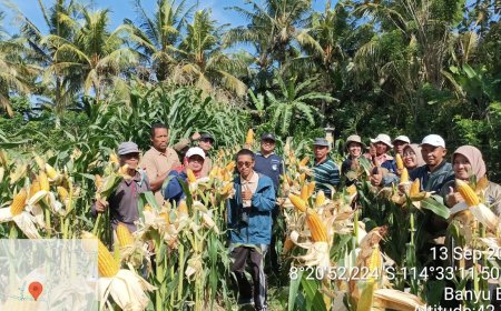 Jagung, Makin Digandrungi Petani Subak Yeh Anakan