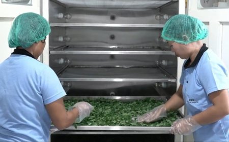 MENDULANG RUPIAH DARI DAUN KELOR