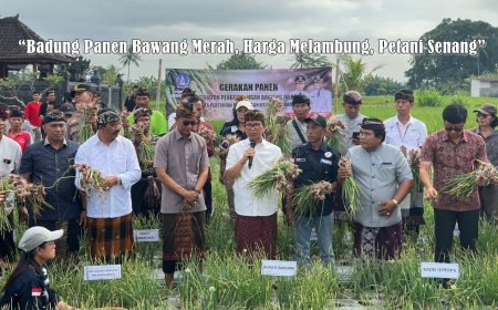 “Badung Panen Bawang Merah, Harga Melambung, Petani Senang”