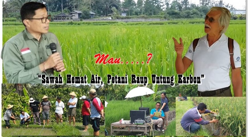 “Sawah Hemat Air, Petani Raup Untung Karbon”