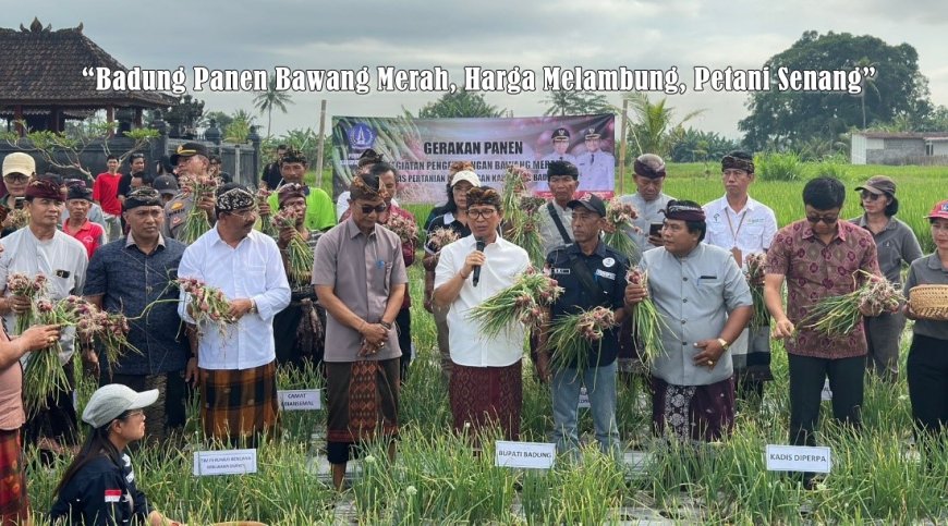“Badung Panen Bawang Merah, Harga Melambung, Petani Senang”