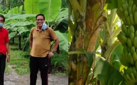 “Pesona Pisang FHIA-17 Garapan Arya Ading: Tandan Dua Meter, Manis dan Menguntungkan”