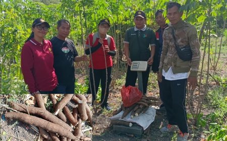 Sensasi Ubi Kayu Kubu, Kearifan Lokal Bikin Terpesona