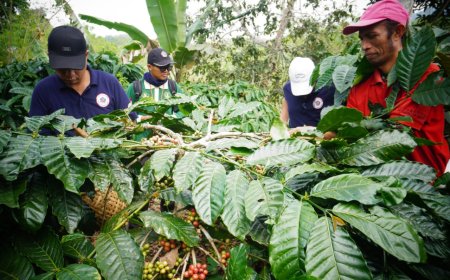 PETANI KOPI BULELENG DIDORONG NAIK KELAS
