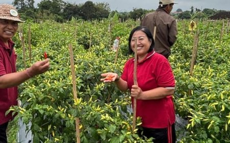 Pedasnya Cabai Biang Kerok Inflasi