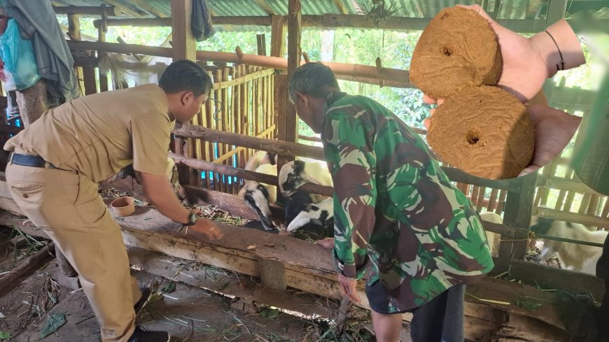 “Permen Jilat” dari Gobleg, Untuk kambing Gobleg.