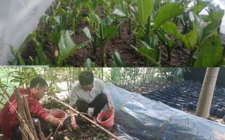 BPP Busungbiu Reborn Kopi Robusta