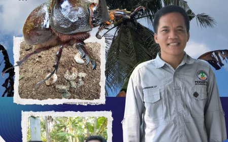 David Hermawan, S.P.: “Feromon & Jamur, Senjata Ampuh Tumpas Kumbang Tanduk”