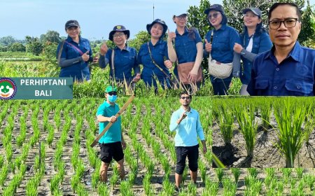 Demplot Agri Tani Perhiptani Bali:  Anakan Padi Melesat di Subak Penasan