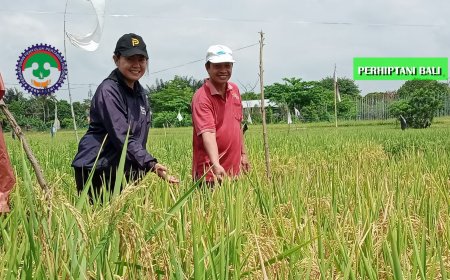 “Hari Ini Kita Panen di Subak Sembung”