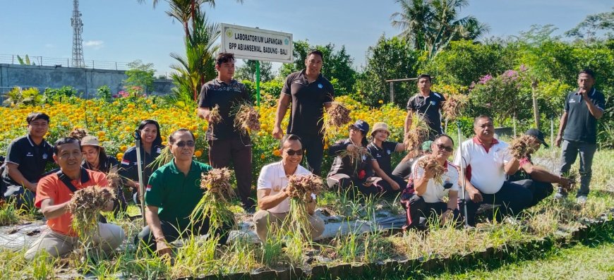 Penyuluh Latih Diri, Super Philip Tunjukkan Produktivitas 17,4 Ton/Ha