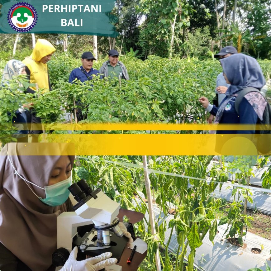 “Cabai Tedy Layu, Penyuluh Tak Tinggal Diam”