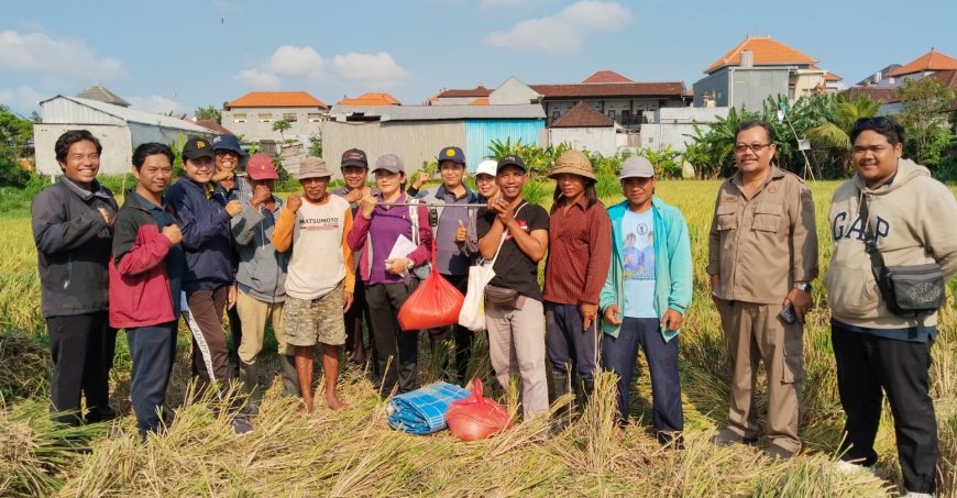 “Padi Sunggal, Harapan yang Tumbuh di Subak Ubung”