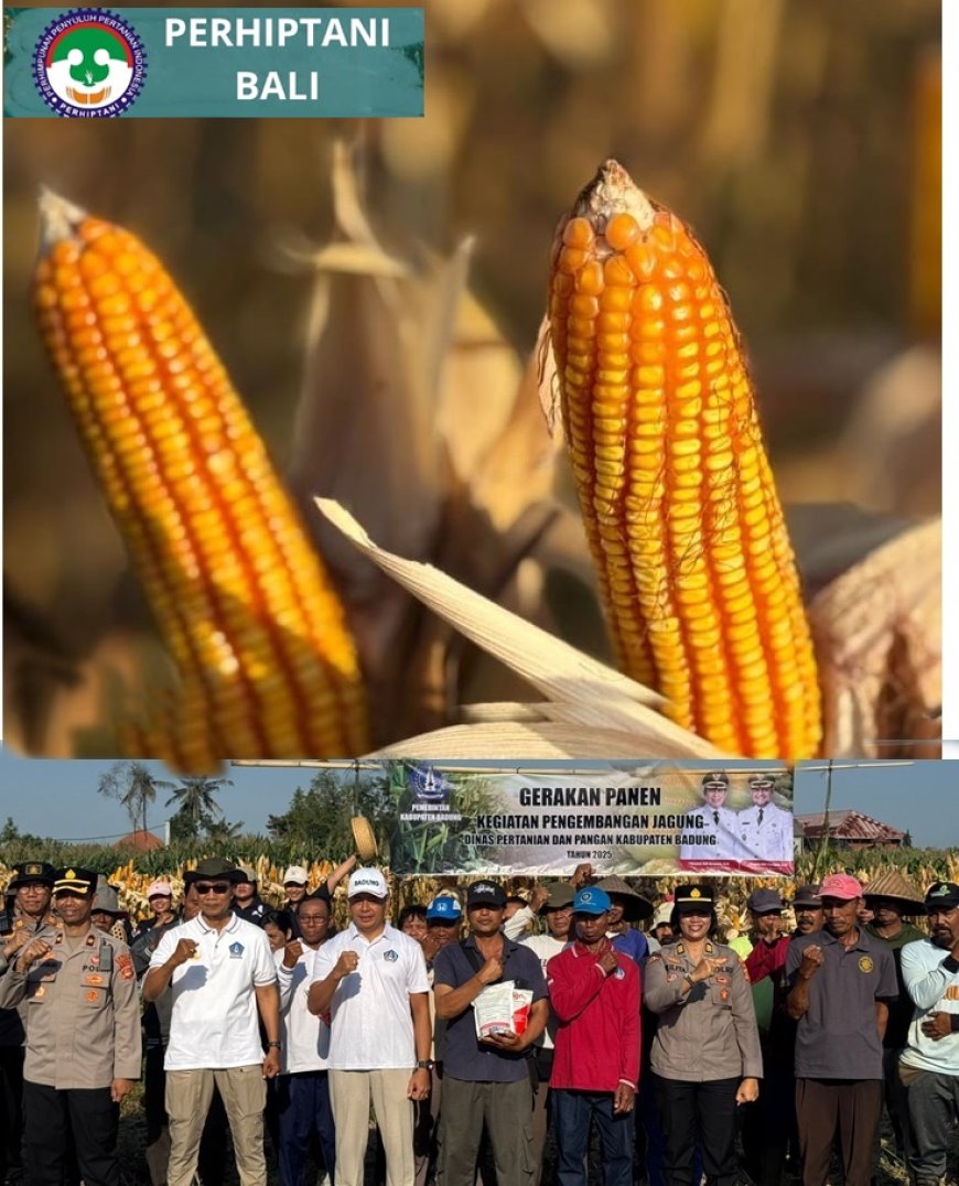 Petani Subak Tungkub Panen Jagung 6,1 Ton per Hektare