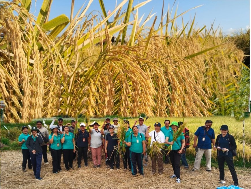 “Inpago 13 Fortiz Teruji di Subak Ubung, Panen 9,3 Ton/Ha”