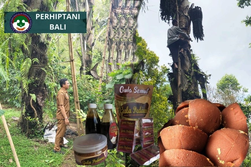 Manisnya Tetesan Nira Pedawa Kearifan Lokal Bali