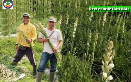 “Harumnya Melawan Cuaca, Tetap Panen Berjuta Harapan”