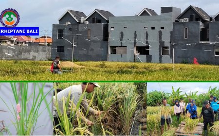 “Dikepung Keong & Beton, Margaya Tetap Panen”