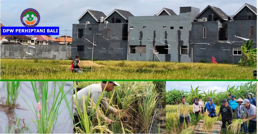 “Dikepung Keong & Beton, Margaya Tetap Panen”