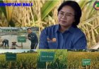 Uji Lima Varietas Padi, Cakrabuana Agritan Juara!