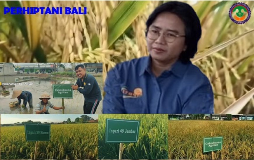 Uji Lima Varietas Padi, Cakrabuana Agritan Juara!
