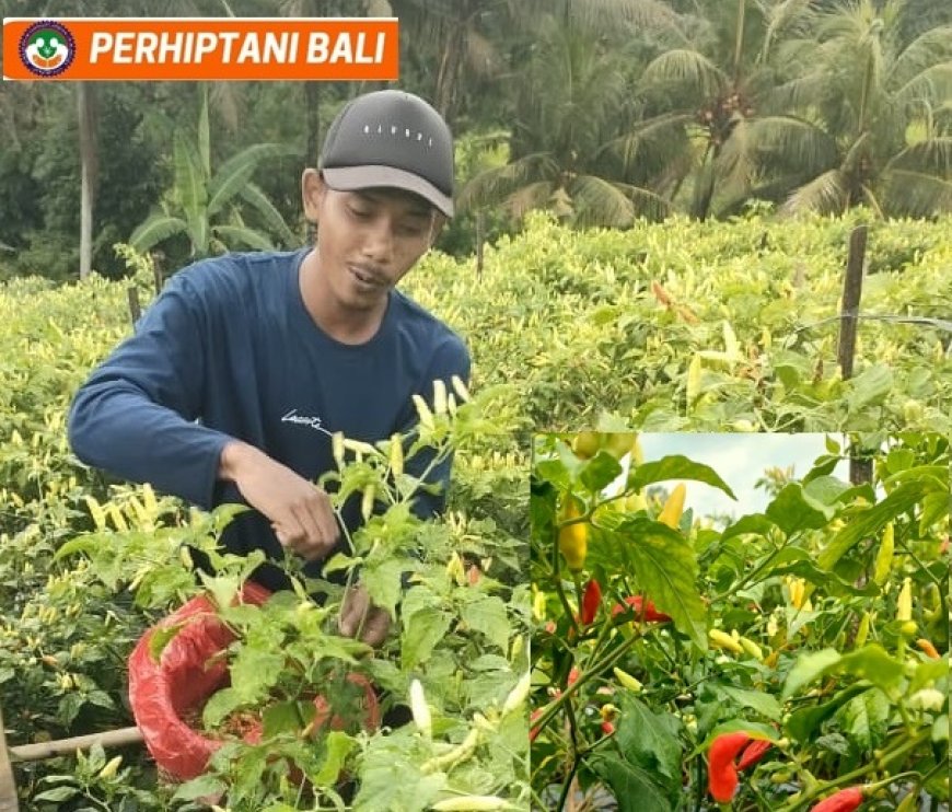 “UNTUNG ‘MENGGIGIT’ DARI LAHAN TIDUR”