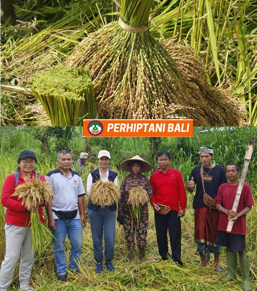 Padi Gogo Gage, Emas Merah dari Lahan Kering Taro