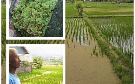 “Azolla, ‘Emas Hijau’ Penyubur Sawah Petani Temukus.”
