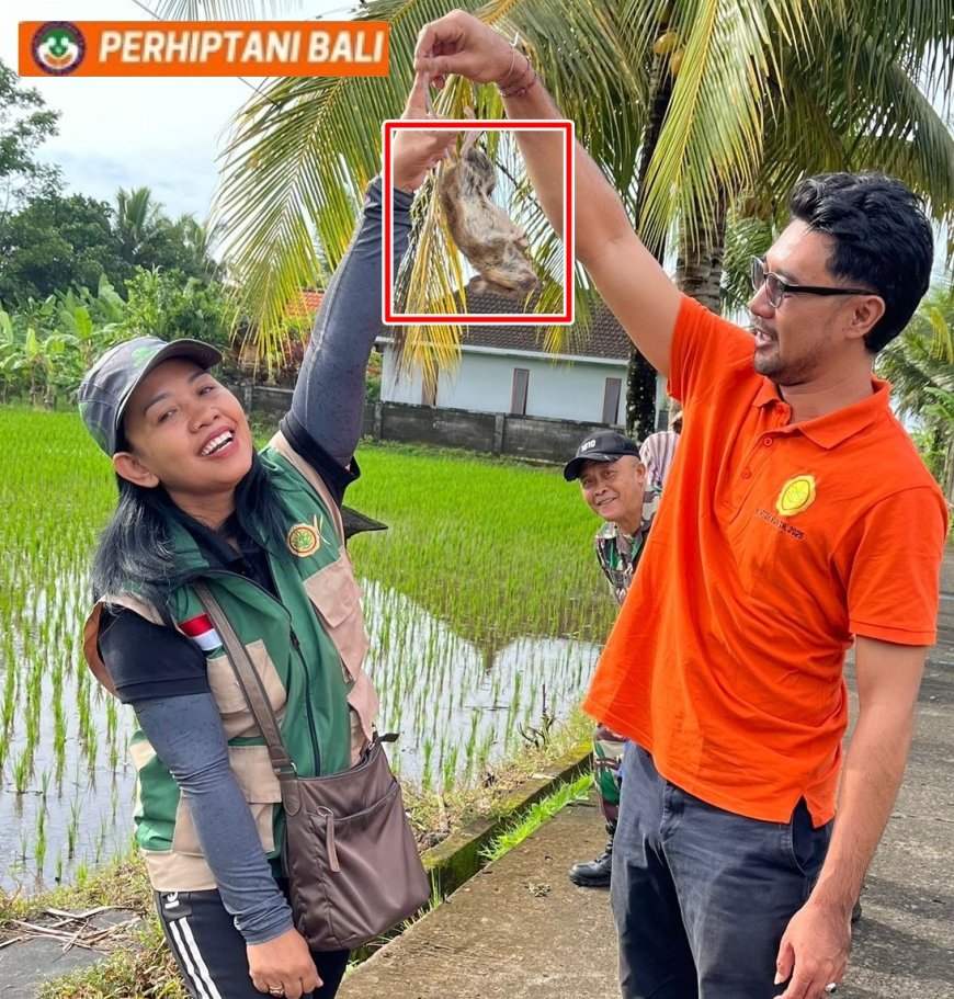 Petani Subak Dlod Bakas Perang Lawan Tikus