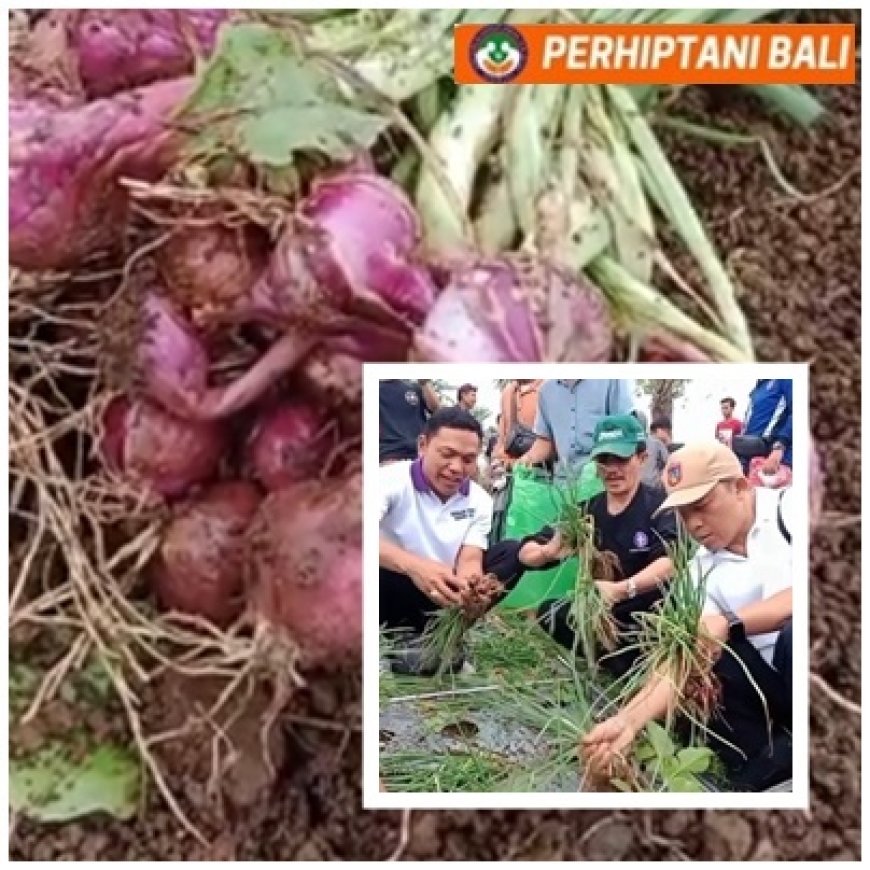 Bawang Merah Kubu Melejit, Panen 21 Ton/Ha