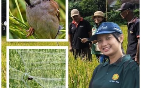 Eka: Diserbu Burung, Hasil Panen Terancam