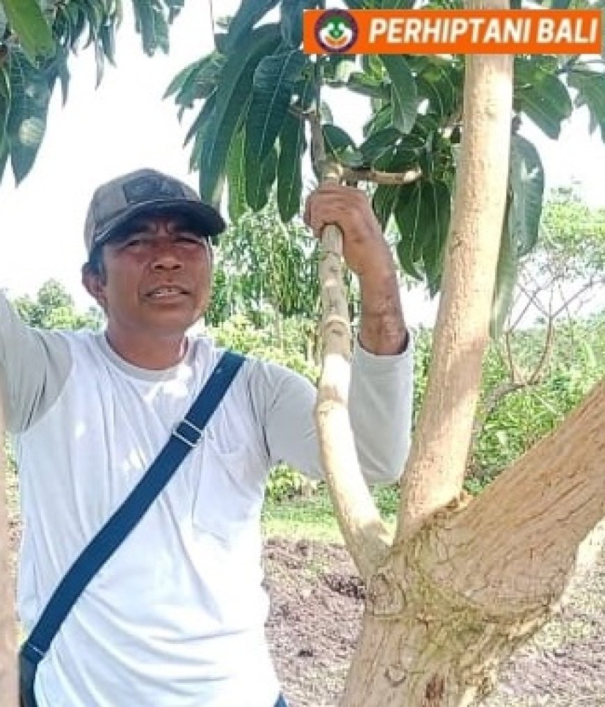Nengah Jenek (1): Bertahan di Lahan Kering, Menjadi Penyuluh Swadaya Petani