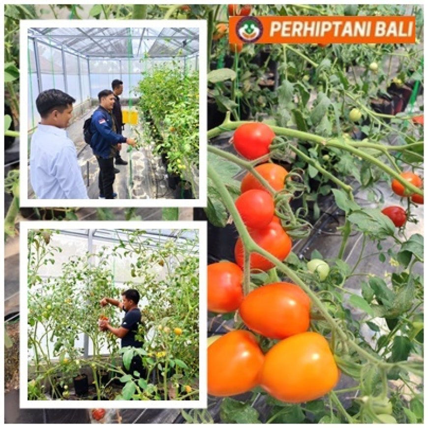 Eco Grow, Bukti Anak Muda Palasari Bisa Jadi Petani Modern