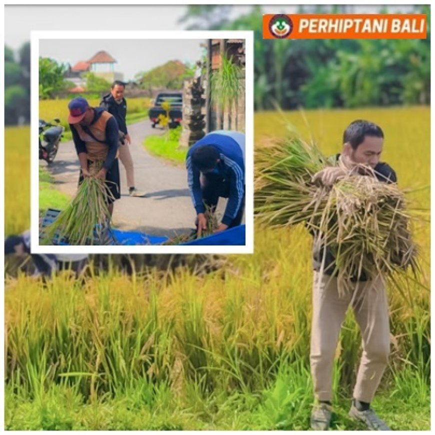 7,68 Ton/Ha dari Subak Pegending !