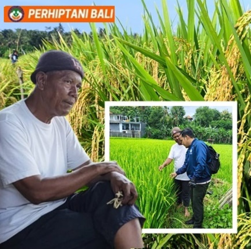 Made Sarjana: Tak Semua Panen untuk Pasar