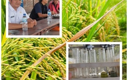Sinergi Penyuluh–Pupuk Indonesia, Sawah Mendoyo Dibedah Data