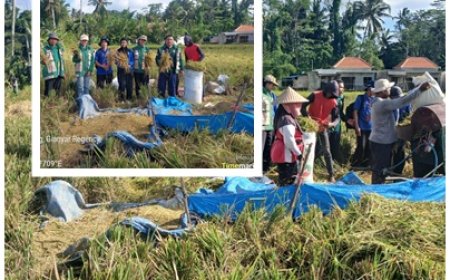 Hasil 6,5 Ton/Ha, Losses Jadi Sorotan