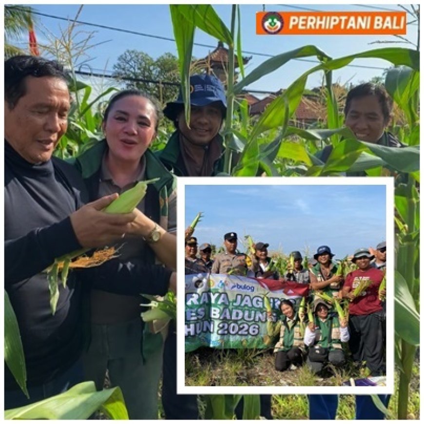 Polsek dan Penyuluh Dampingi Petani Panen Jagung