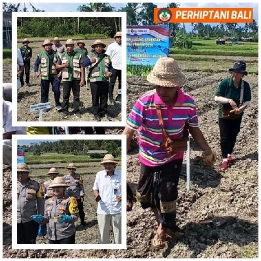 Dari Subak Belong, Gerakan Tanam Jagung Digelorakan