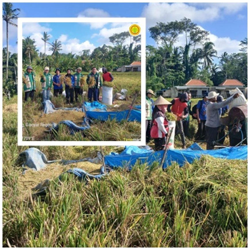 Hasil 6,5 Ton/Ha, Losses Jadi Sorotan