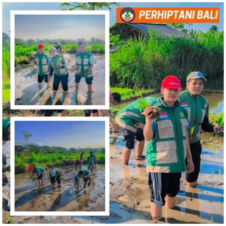 Subak Toyahee Mulai Tanam, Penyuluh Dampingi Petani