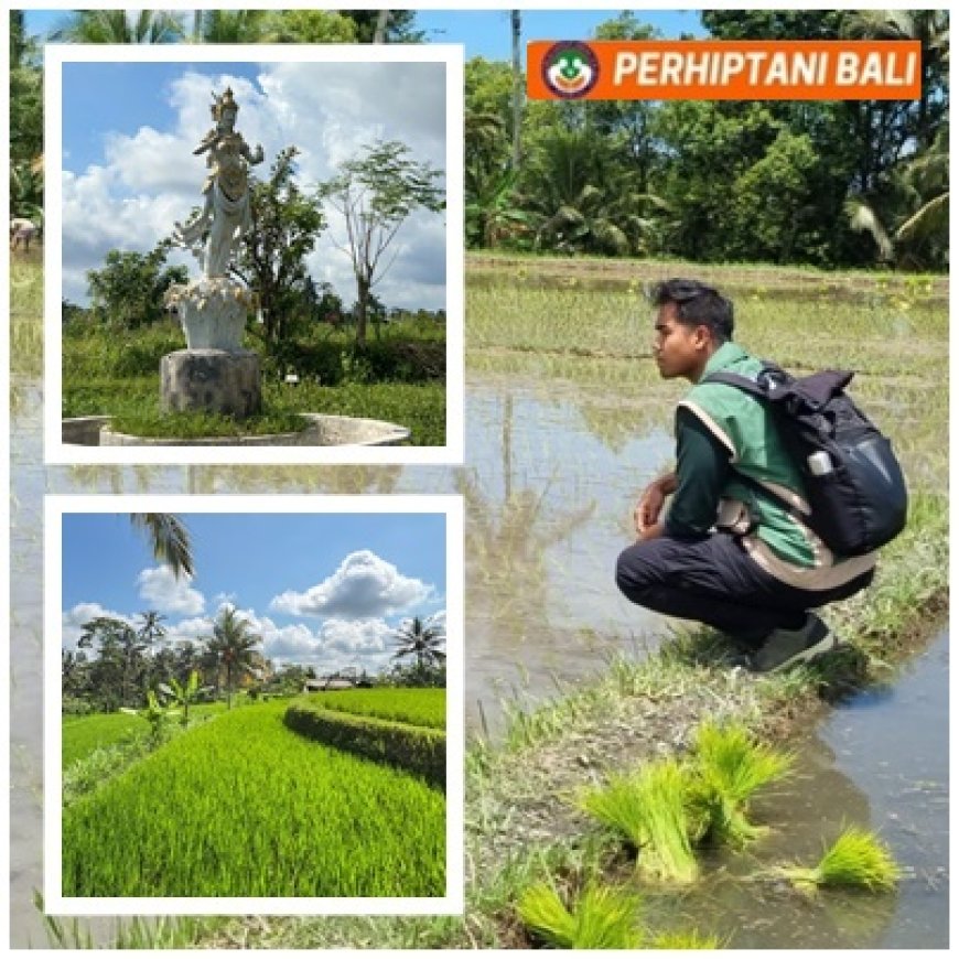 “Dikawal Penyuluh, Subak Petak Menuju Agrowisata”