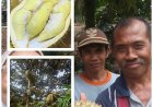 Penyuluh Kawal Durian Banjar Masuk Klaster HDDAP