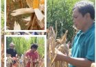 Penyuluh–Petani Solid, Ubinan Jagung Kusamba Tunjukkan Hasil