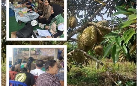 Tak Mau Ketinggalan, Banjar Tancap Gas Klaster Hortikultura