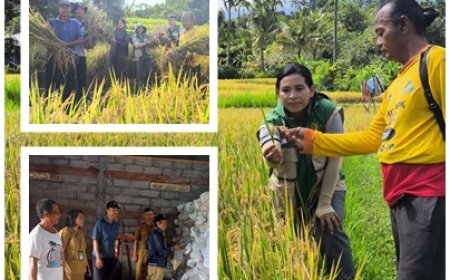“Petani Sambangan Cetak 2,5 Ton Benih”
