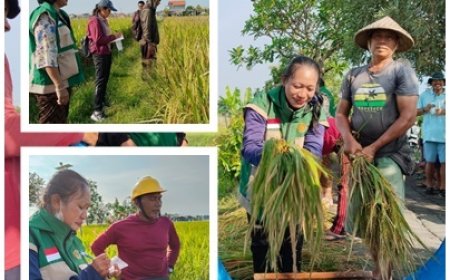 Sanur Tak Hanya Wisata, Panen Tembus 12,92 Ton/Ha