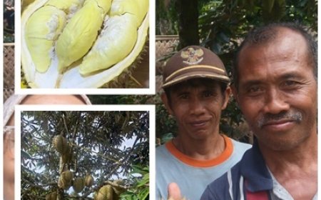 Penyuluh Kawal Durian Banjar Masuk Klaster HDDAP