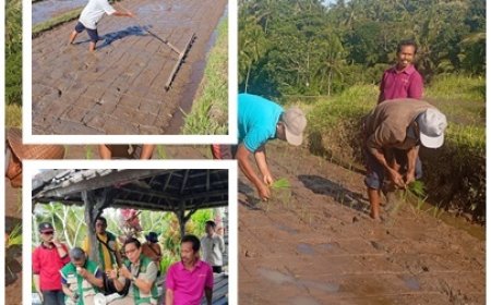 Hari Ketiga, Petani Batukaru Langsung Turun ke Sawah