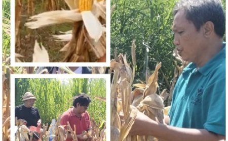 Penyuluh–Petani Solid, Ubinan Jagung Kusamba Tunjukkan Hasil